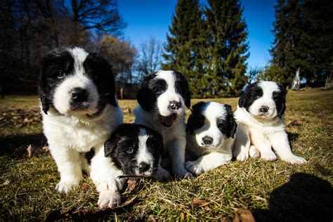 landseer cuccioli|Notizie sui Landseer – Landseer Puppy.